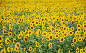 Sunflower Sunflower Farm High Definition Wallpaper 23699