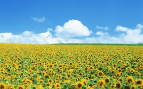 Sunflower Field HD Desktop Wallpaper 23686