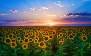Sunflower Sunset Best Wallpaper 23720