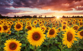 Sunflower Sunset HD Desktop Wallpaper 23722