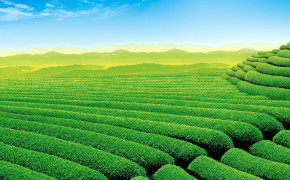 Green Tea HD Desktop Wallpaper 23824