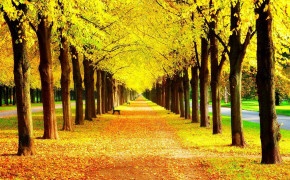 Yellow Forest Background Wallpaper 26004