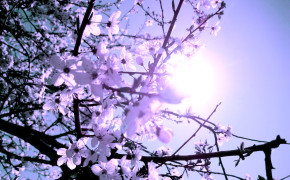 Spring Tree HD Wallpapers 25926