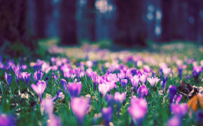 Spring Flower HD Desktop Wallpaper 25883