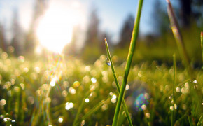 Spring Grass HD Wallpapers 25898