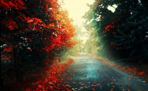 Red Forest Background Wallpaper 25825