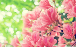 Spring Flower HD Background Wallpaper 25882