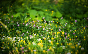 Spring Grass HD Desktop Wallpaper 25896