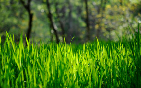 Spring Grass Background Wallpapers 25892