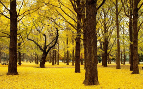 Yellow Forest HD Desktop Wallpaper 26007