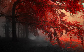 Red Forest Wallpaper HD 25835