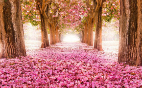 Spring Tree Desktop Wallpaper 25922