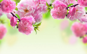 Spring Flower Background Wallpaper 25878