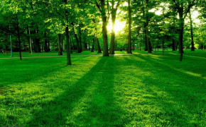 Sun Forest Background Wallpapers 25946