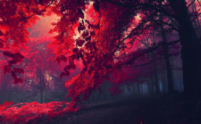 Red Forest High Definition Wallpaper 25833