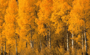 Yellow Forest Widescreen Wallpapers 26013
