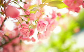 Spring Flower HD Wallpaper 25884