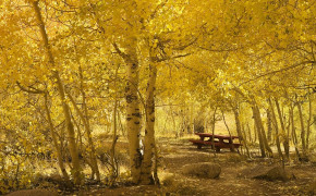 Yellow Forest Wallpaper HD 26011