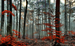 Red Forest Widescreen Wallpapers 25837