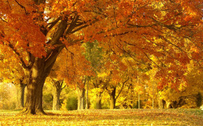 Yellow Forest High Definition Wallpaper 26010
