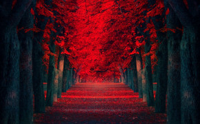 Red Forest Background Wallpapers 25826