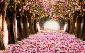 Spring Tree Widescreen Wallpapers 25932