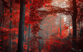 Red Forest Best Wallpaper 25827