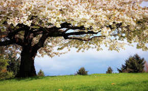Spring Tree Wallpaper HD 25930