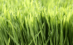 Spring Grass HD Background Wallpaper 25895