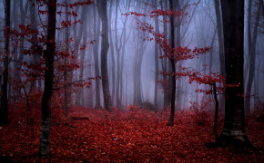 Red Forest HD Wallpapers 25832