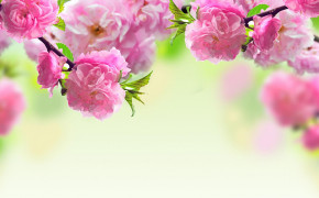 Springtime Background Wallpapers 25934