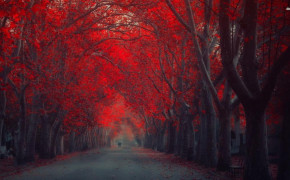 Red Forest Wallpaper 25836