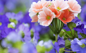 Spring Flower Background Wallpapers 25879