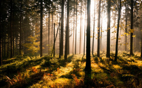 Sun Forest HD Wallpapers 25952