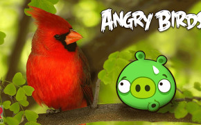 Angry Birds Pig Desktop Wallpaper 26041