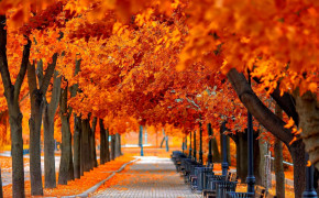 Orange Forest Widescreen Wallpapers 25808