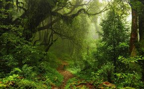 Forest Path High Definition Wallpaper 25683