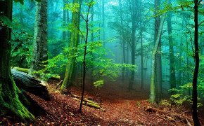 Nature Forest Wallpaper 25782
