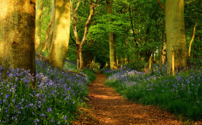 Forest Path Background Wallpaper 25676