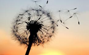 Dandelion High Quality Wallpapers 02461