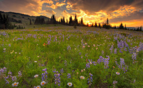 Meadow Latest Wallpapers 02489