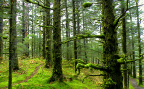 Mossy Forest HQ Background Wallpaper 25742