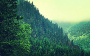 Mountain Forest HD Desktop Wallpaper 25751
