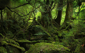 Mossy Forest Widescreen Wallpapers 25746
