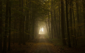 Forest Path Wallpaper 25686