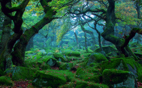 Mossy Forest Wallpaper 25745