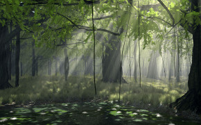 Nature Forest HD Desktop Wallpaper 25776