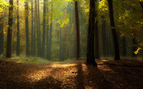 Landscape Forest HD Wallpapers 25727