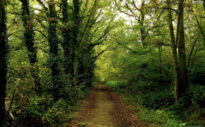 Forest Path HD Wallpaper 25681