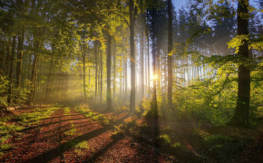 Nature Forest High Definition Wallpaper 25779